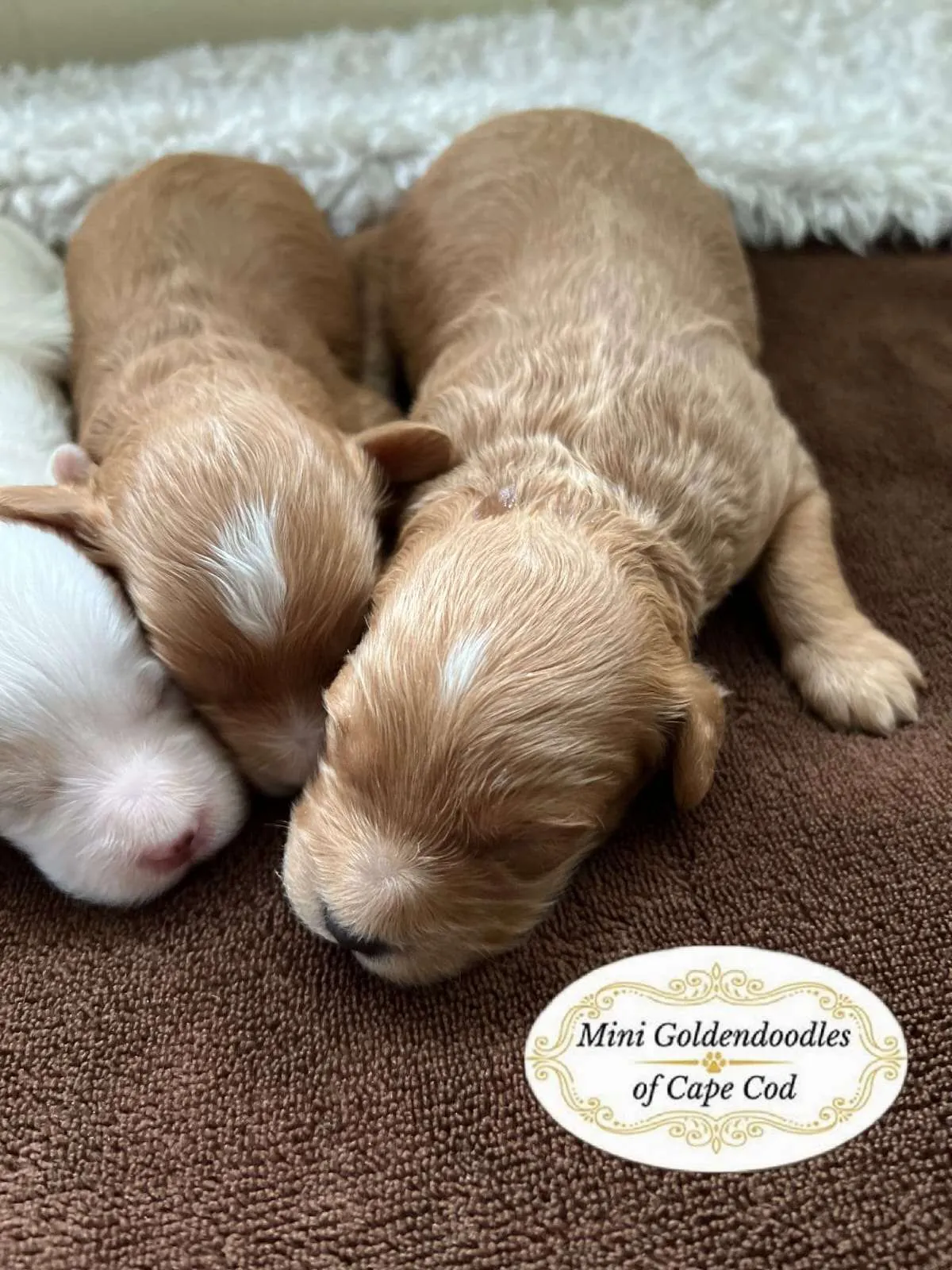 Two newborn apricot Cavapoo puppies and a white sibling sleeping on a brown blanket