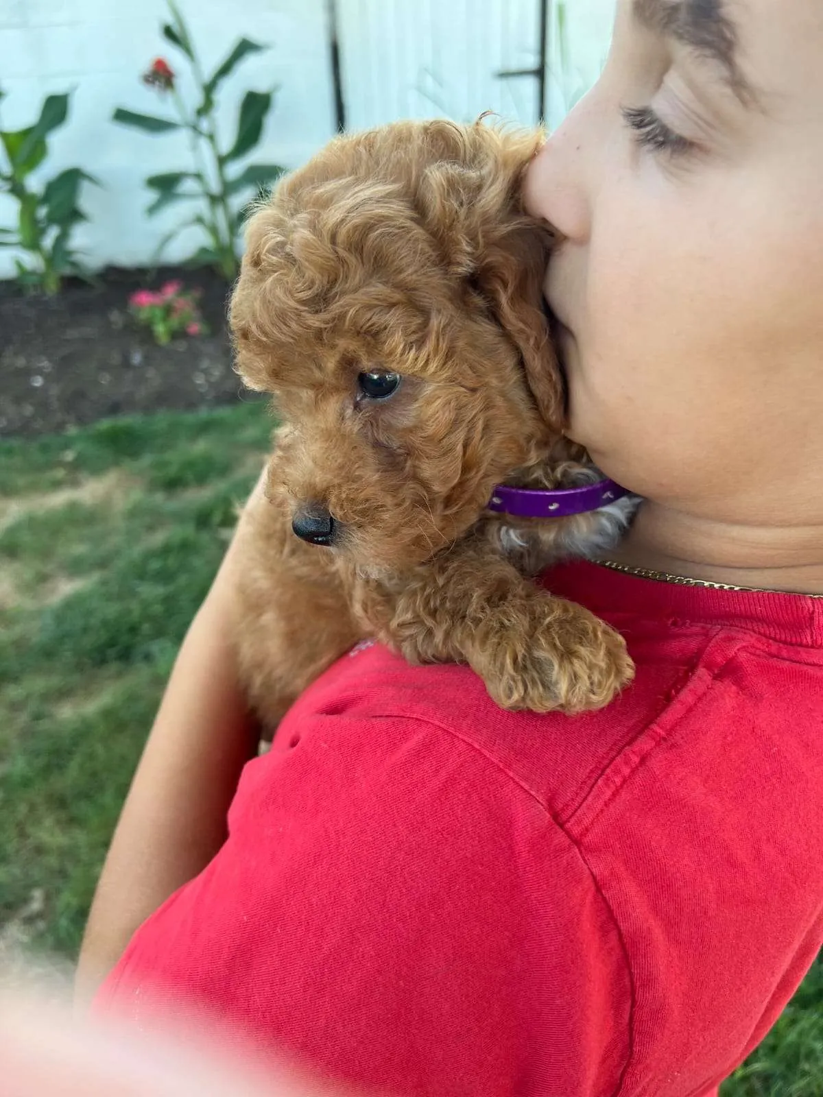 Child in a red shirt kissing a red curly doodle puppy wearing a purple collar in a garden