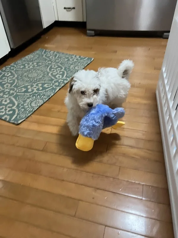 White curly puppy carrying a blue and yellow plush toy across a kitchen floor