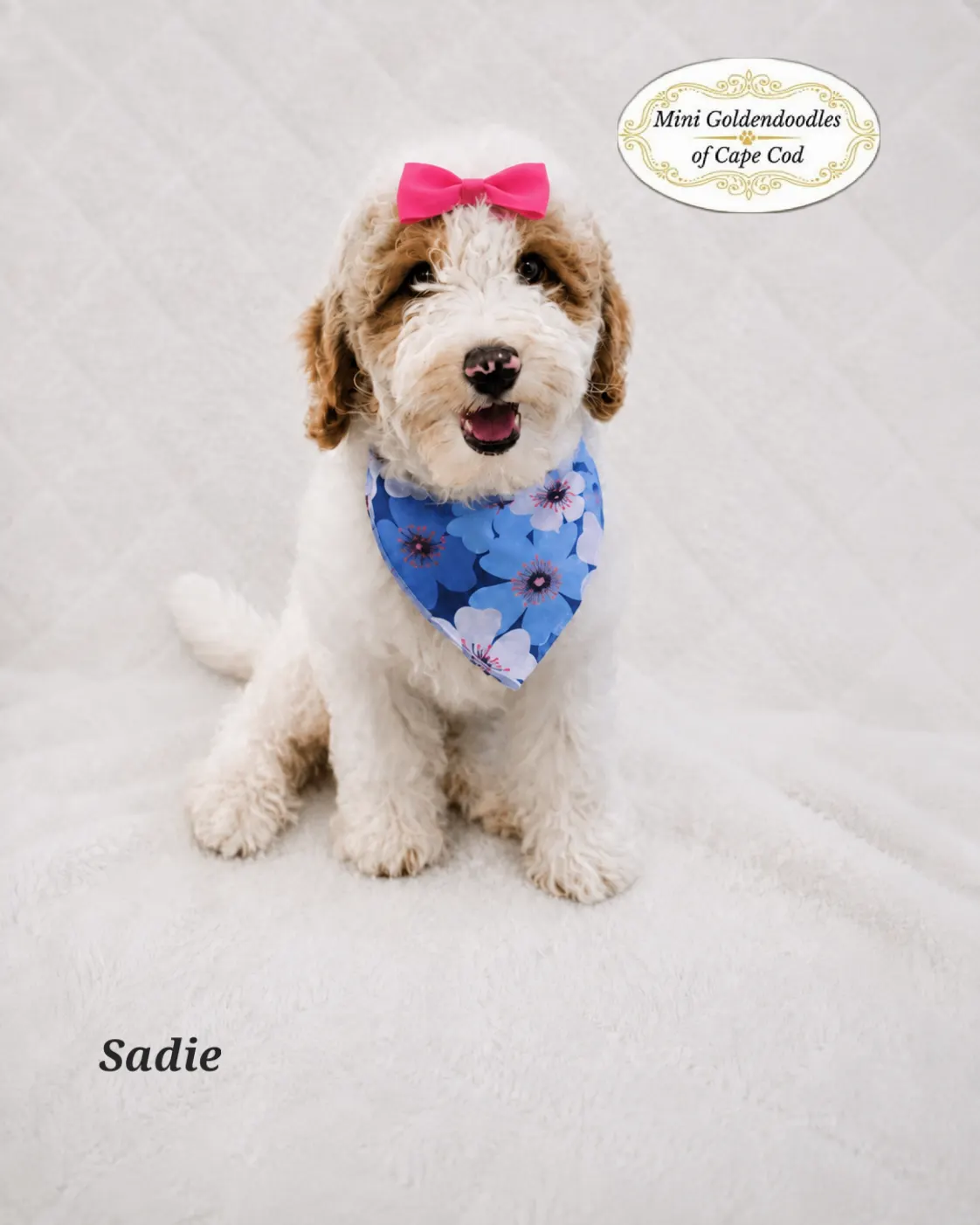 White-and-brown doodle puppy wearing a blue bandana on a white blanket