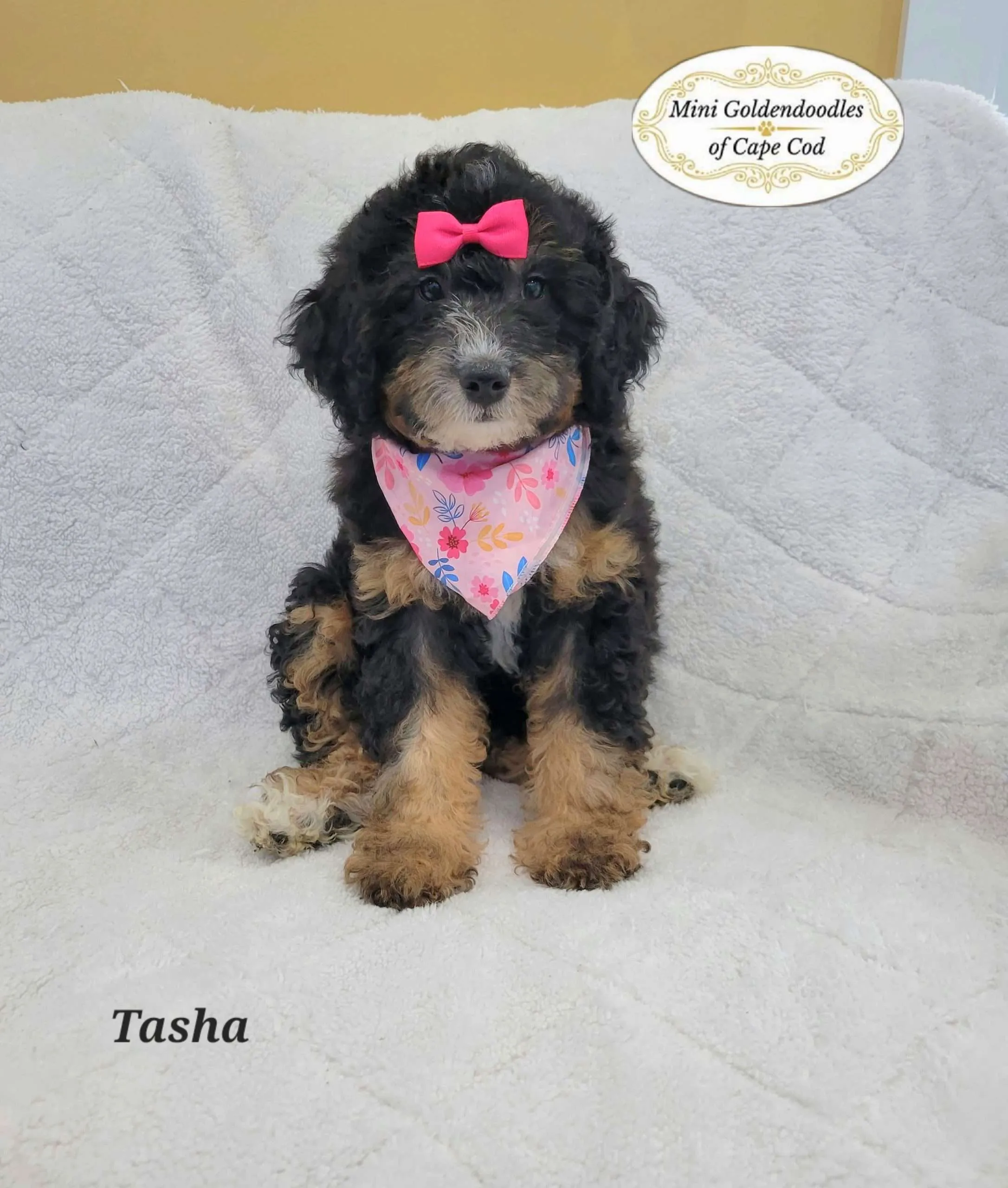 Black-and-tan doodle puppy with a pink bow and floral bandana on a white blanket