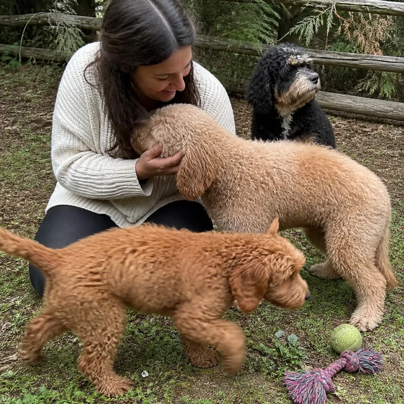 Woman greeting an adult apricot Goldendoodle while a Goldendoodle puppy and a black doodle play nearby
