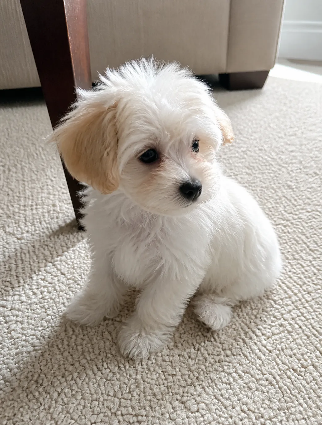 White Maltipoo puppy with a soft fluffy coat sitting on a cream carpet