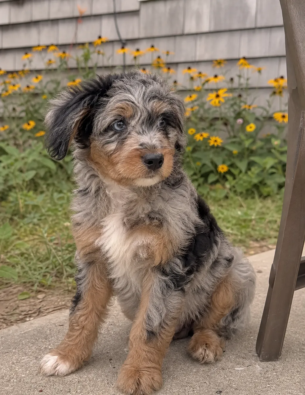 Blue merle Mini Aussiedoodle puppy with blue eyes sitting beside black-eyed Susans