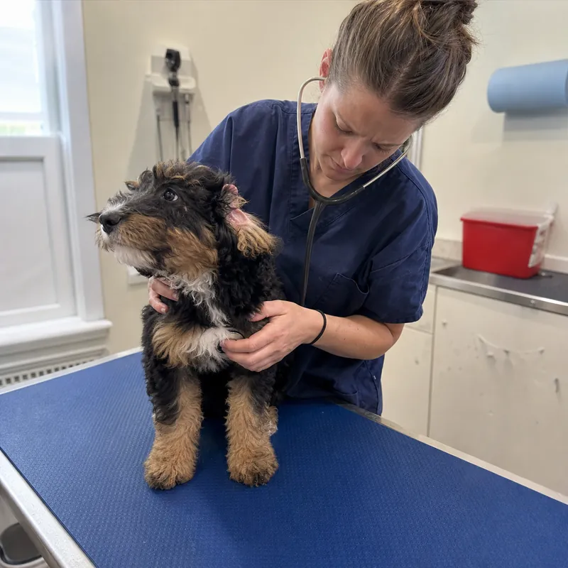 Veterinarian in navy scrubs listening to a black and tan Bernedoodle puppy's heart on an exam table